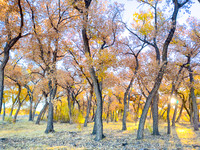 Cottonwood Trees in Rio Rancho Bosque in Autumn, NM