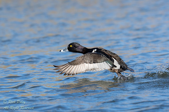 Drake Ring-necked Duck (Aythya collaris) Running on Take-off, NM