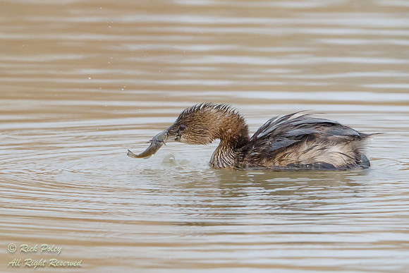 Pied-billed Grebe (Podilymbus podiceps) With Fish, NM