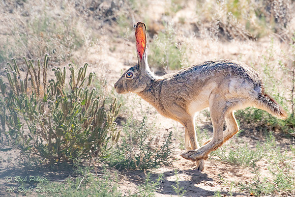 Black-tailed Jackrabbit (Lepus californicus) Running, NM