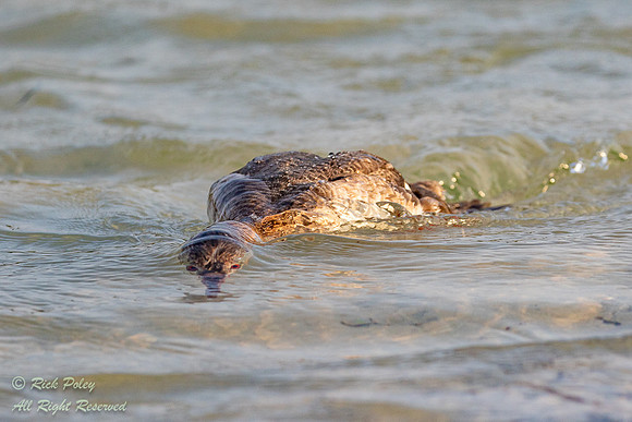 Foraging Red-breasted Merganser (Mergus serrator), FL