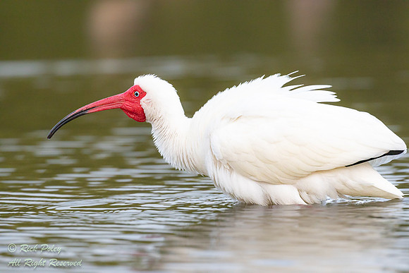 White Ibis (Eudocimus albus) With Adult Breeding Plumage, FL