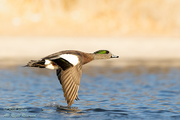 Drake American Wigeon (Anas americana) Flying Over a Pond; NM