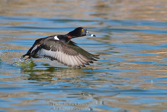 Flying Ring-necked Duck