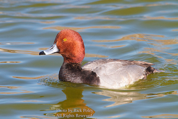 Drake Redhead