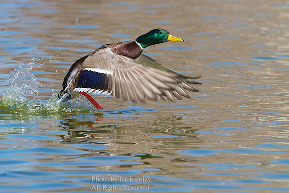 Drake Mallard Taking Off