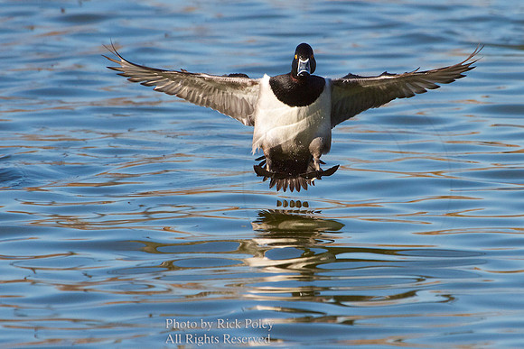 Drake Ring-necked Duck Landing