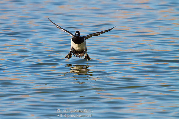 Ring-necked Duck Landing