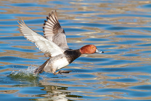 Drake Redhead Taking Off