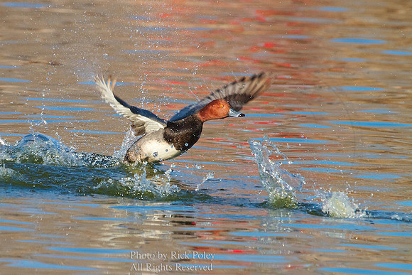 Drake Redhead Taking Off