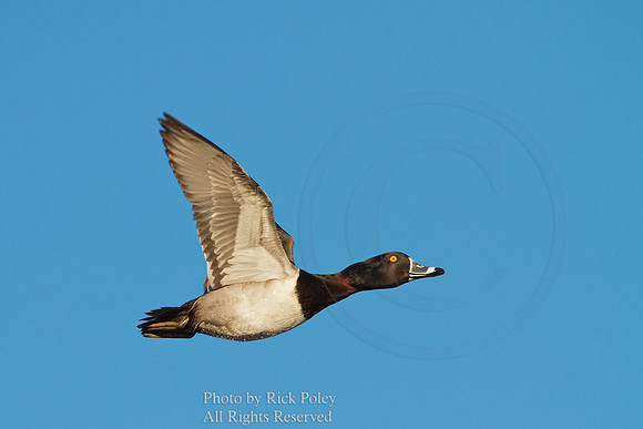 Flying Ring-necked Duck