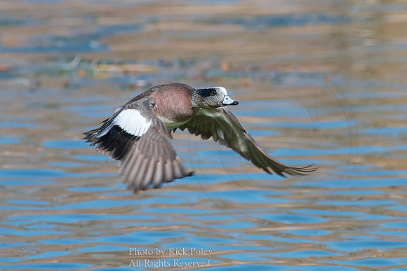 Flying American Wigeon Drake