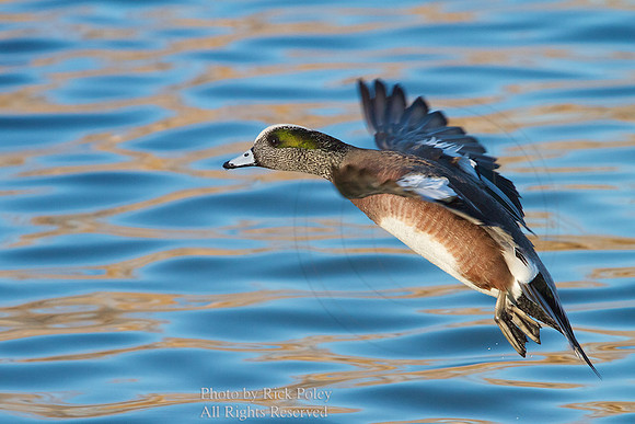 American Wigeon Drake Landing