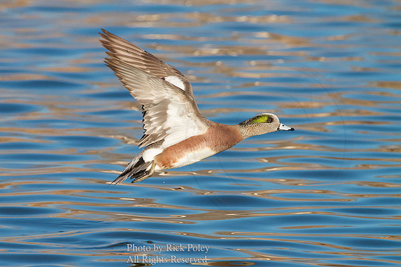 Flying American Wigeon Drake