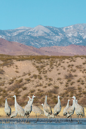 Sandhills & Magdalena Mtns.