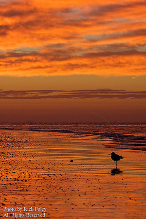 Ring-billed Gull (Larus delawarensis) at sunrise; Fort De Soto Park, Tierra Verde, St. Petersberg, FL
