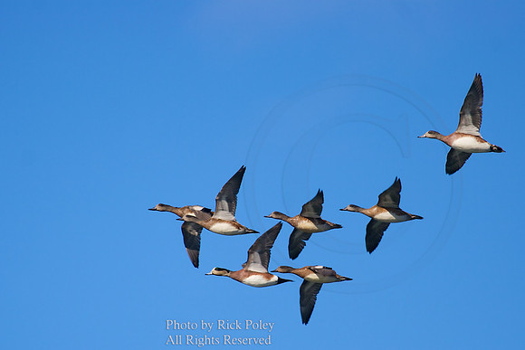 Flock of American Widgeons in Flight