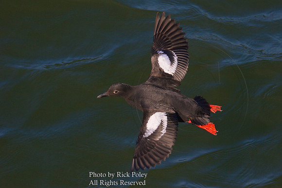 Flying Pigeon Guillemott (Cepphas columba)