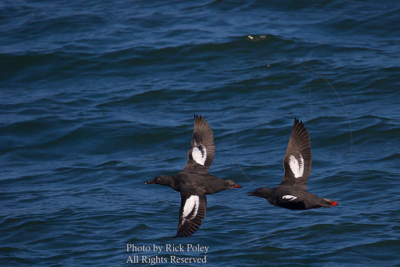 Flying Pigeon Guillemott (Cepphas columba)