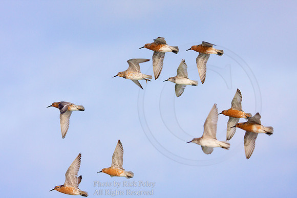 Red Knots (Calidris canutus) in Flight
