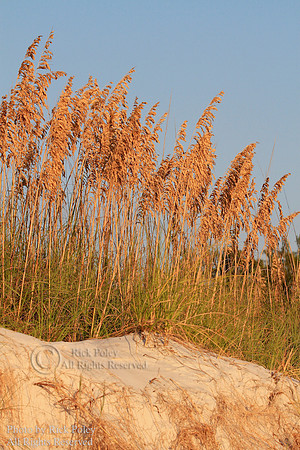 Sea Oats,Fort Desoto Park, Pinellas County, Tierra Verde, FL
