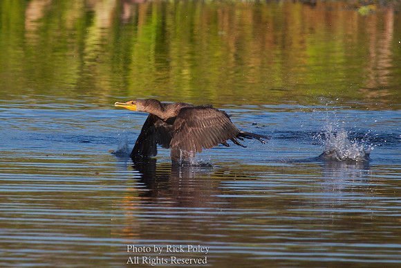 Double-crested Cormorant (Phalacrocorax auritus)