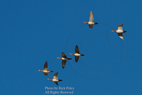 Flock of Adult Male & Female Wood Ducks (Aix sponsa)