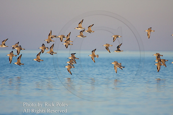 Red Knots in Florida-Audubon Annual Report 2010 Pgs. 14-15