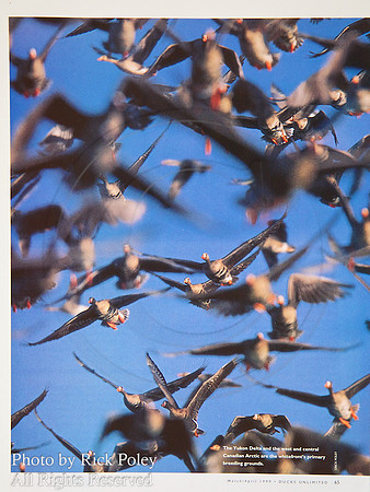 Birder's World Magazine