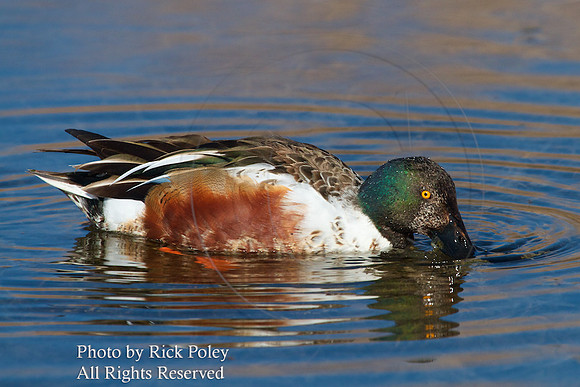Drake Northern Shoveler Foraging