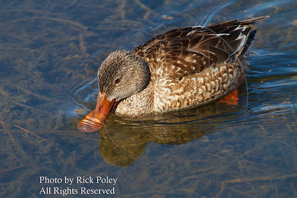 Foraging Northern Shoveler Hen, NM