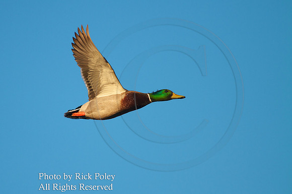 Drake Mallard Flying