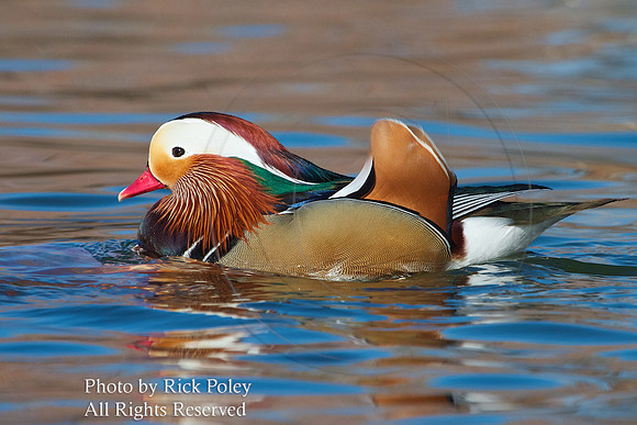 Drake Mandarin Duck