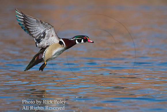 Male Wood Duck Flying
