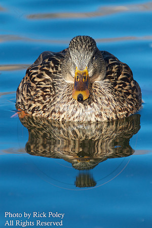 Mallard Hen & Reflection