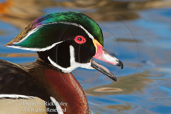 Drake Wood Duck Calling