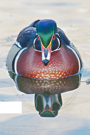 Male Wood Duck & Reflection