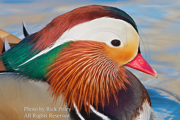 Drake Mandarin Duck Portrait