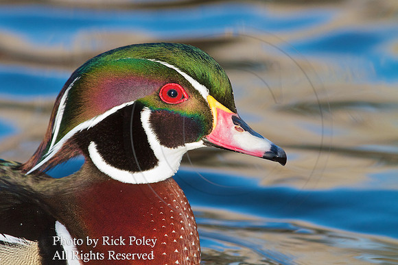 Drake Wood Duck Portrait