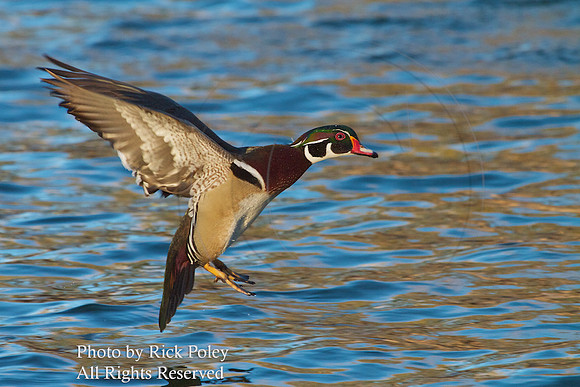 Drake Wood Duck Landing
