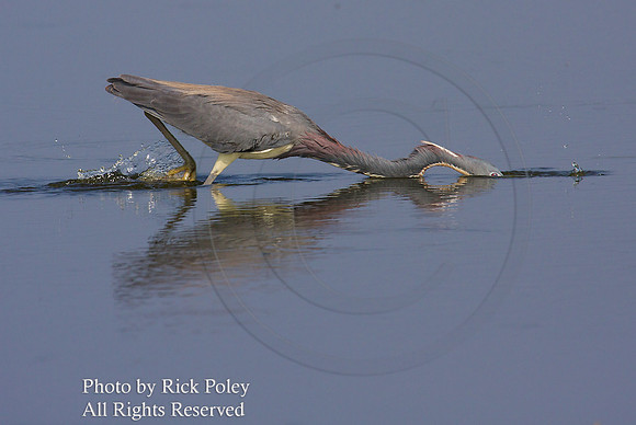 ricolored Heron (Egretta tricolor) foraging