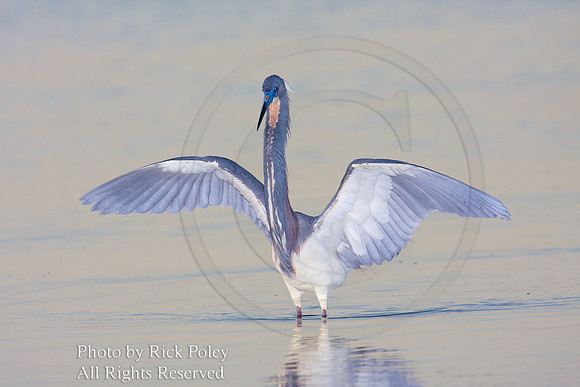 Tricolored Heron (Egretta tricolor) foraging
