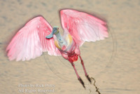 Roseate Spoonbill (Ajaia ajaja) taking flight;