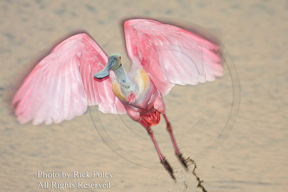Roseate Spoonbill (Ajaia ajaja) taking flight;
