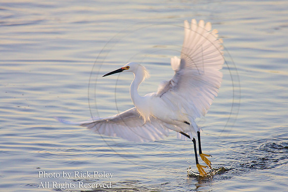 Snowy Egret (Egretta thula) foraging