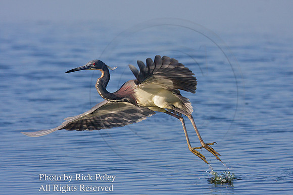 Tricolored Heron (Egretta tricolor) taking flight