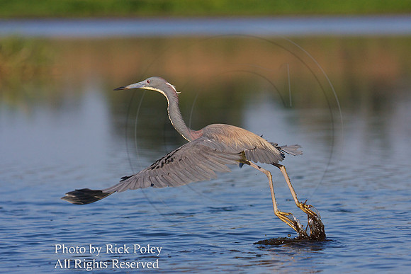 Tricolored Heron (Egretta tricolor) taking flight
