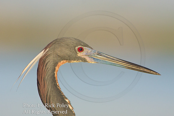 Tricolored Heron (Egretta tricolor) Head-shot