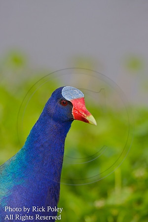 Purple Gallinule Portrait