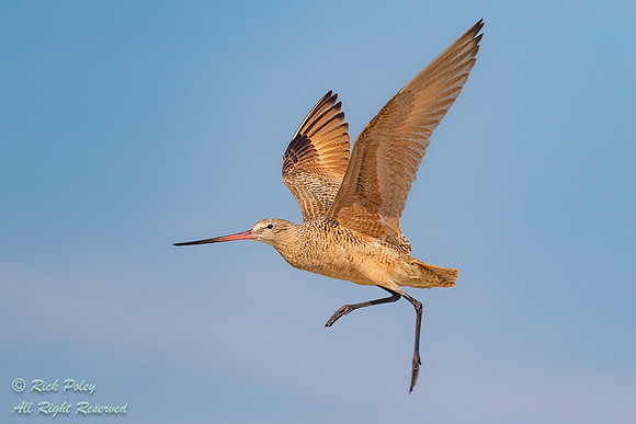 Marbled Godwit (Limosa fedoa) in Flight, FL